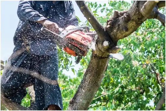 tree services Normandy Park